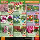 NORMA Prospekt - Blumen