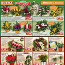 NORMA Prospekt - Blumen