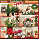 NORMA Prospekt - Blumen