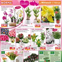 NORMA Prospekt - Wein