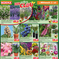 NORMA Prospekt - Blumen