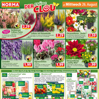NORMA Prospekt - Blumen