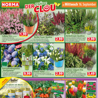 NORMA Prospekt - Blumen