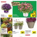 BAUKING Prospekt - Blumen