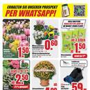 B1 Discount Baumarkt Prospekt - Blumen