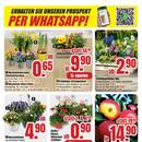 B1 Discount Baumarkt Prospekt - Blumen