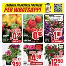 B1 Discount Baumarkt Prospekt - Blumen