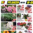 B1 Discount Baumarkt Prospekt - Blumen
