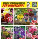 B1 Discount Baumarkt Prospekt - Blumen