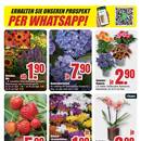 B1 Discount Baumarkt Prospekt - Blumen