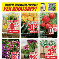 B1 Discount Baumarkt Prospekt - Blumen