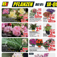 B1 Discount Baumarkt Prospekt - Blumen