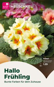 Gartencenter Heuschkel Prospekt - Hallo Frühling