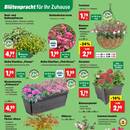 Thomas Philipps Prospekt - Garten & Balkon Angebote