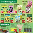 Thomas Philipps Prospekt - Blumen