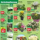 Thomas Philipps Prospekt - Blumen