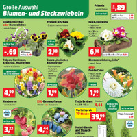 Thomas Philipps Prospekt - Blumen