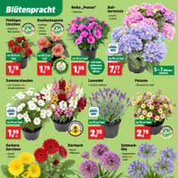 Thomas Philipps Prospekt - Blumen