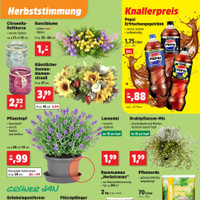 Thomas Philipps Prospekt - Blumen