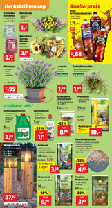 Thomas Philipps Prospekt - Angebote ab 10.08.