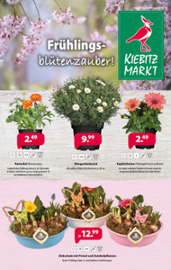 Kiebitzmarkt Prospekt - Pflanzen_Kiebitz Markt Zanger + Digital